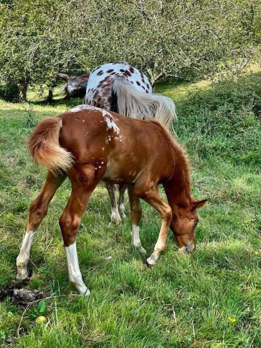 La Coqueta Del Sueve Villa Arriondas Kültér fotó